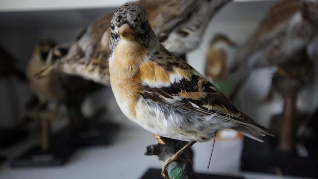 Opgezette vogels van verschillende soorten waaronder fazanten, eenden en roofvogels die populair zijn voor taxidermie kunstwe